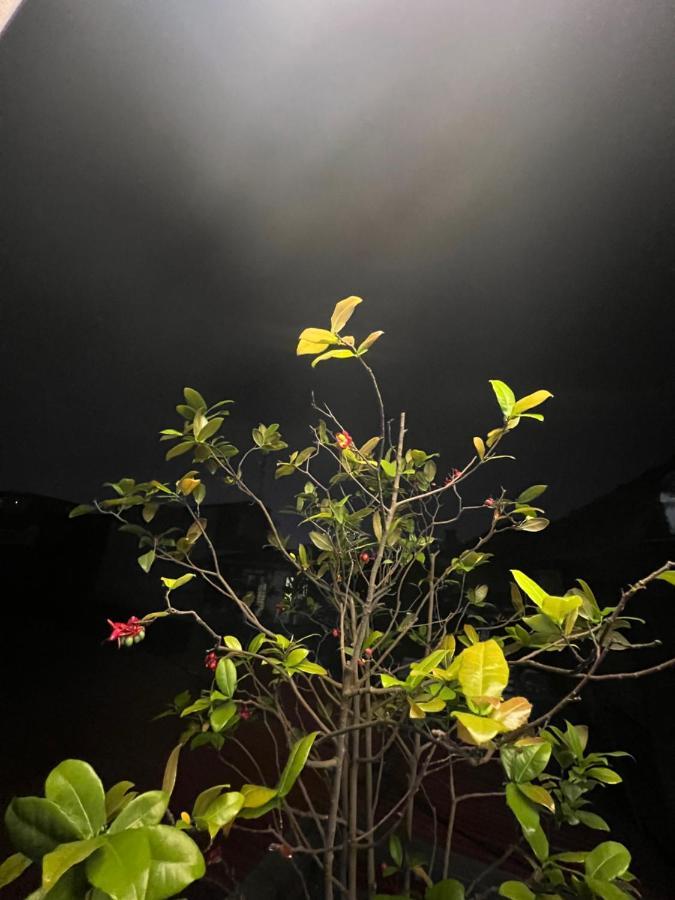 Sunflower Homestay 海防 外观 照片