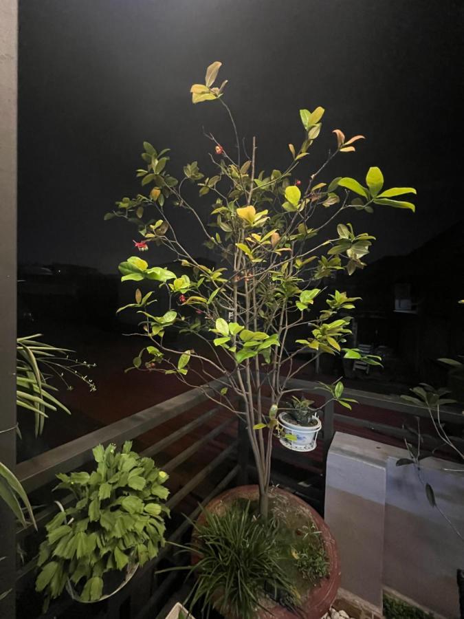 Sunflower Homestay 海防 外观 照片